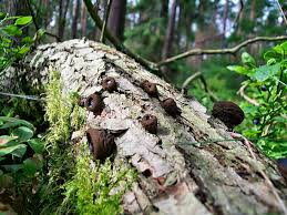 Attēlu rezultāti vaicājumam “Exidia truncata”