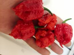 Afbeeldingsresultaat voor 7 pot hot pepper