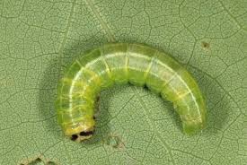 Attēlu rezultāti vaicājumam “Orthosia populeti”