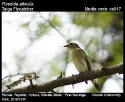 Image result for Ficedula albicilla