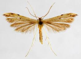 Attēlu rezultāti vaicājumam “Adaina microdactyla”