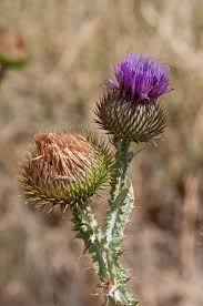 Image result for Onopordum acanthium