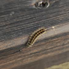 Attēlu rezultāti vaicājumam “Diacrisia sannio larva”