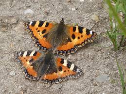 Attēlu rezultāti vaicājumam “Aglais urticae upperside”