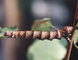 Attēlu rezultāti vaicājumam “Pheosia tremula”