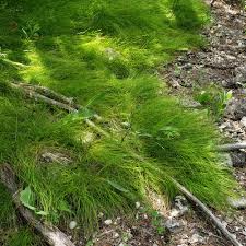 Attēlu rezultāti vaicājumam “Carex scandinavica”