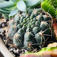 Image result for Gymnocalycium
