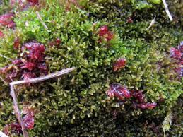 Attēlu rezultāti vaicājumam “Kurzia pauciflora”