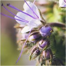 Attēlu rezultāti vaicājumam “Phacelia tanacetifolia flower”