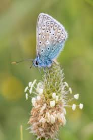 Attēlu rezultāti vaicājumam “Maculinea alcon underside”