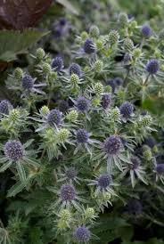 Attēlu rezultāti vaicājumam “Eryngium planum”