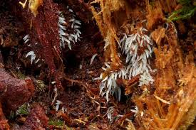 Attēlu rezultāti vaicājumam “Mucronella bresadolae”