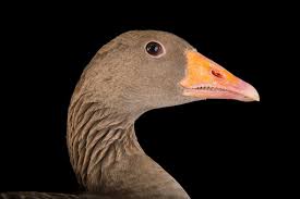 Attēlu rezultāti vaicājumam “Anser anser”