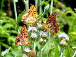 Attēlu rezultāti vaicājumam “Issoria lathonia”