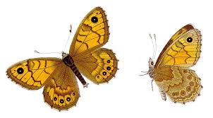 Attēlu rezultāti vaicājumam “Lasiommata megera female”