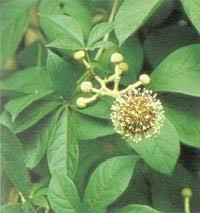 Attēlu rezultāti vaicājumam “Eleutherococcus sessiliflorus”