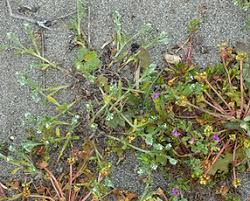 Attēlu rezultāti vaicājumam “Boraginaceae”