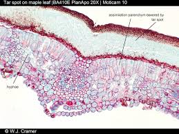 Attēlu rezultāti vaicājumam “Rhytisma acerinum”
