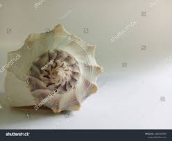 Image result for Sinistrofulgur perversum