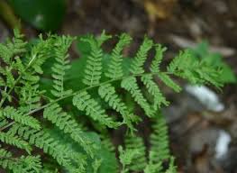 Attēlu rezultāti vaicājumam “Athyrium filix-femina”