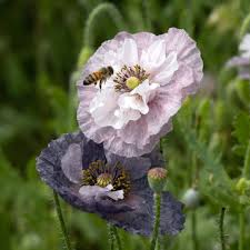 Image result for Papaver rhoeas