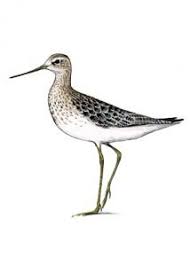 Attēlu rezultāti vaicājumam “Tringa stagnatilis”