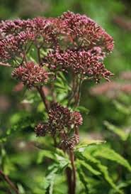 Attēlu rezultāti vaicājumam “Eupatorium cannabinum bud”