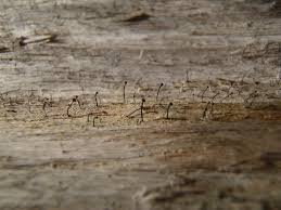 Attēlu rezultāti vaicājumam “Calicium viride”