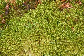 Attēlu rezultāti vaicājumam “Bazzania trilobata”