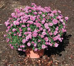 Image result for Aster novi-belgii