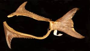 Image result for Eumegistus illustris