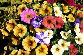 Image result for Petunie