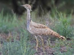 Image result for Chlamydotis macqueenii