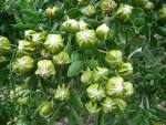 <b>Guaiacum</b> sanctum seed pods