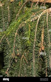 Attēlu rezultāti vaicājumam “Picea abies leaf”