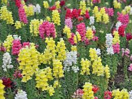 Image result for Antirrhinum majus maximum