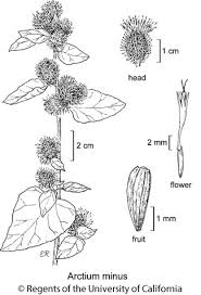 Attēlu rezultāti vaicājumam “Arctium tomentosum fruit”