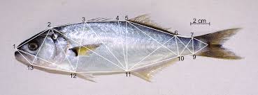 Image result for Pomatomus saltatrix