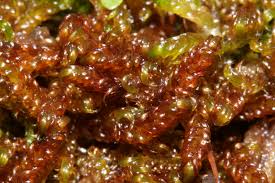 Attēlu rezultāti vaicājumam “Scorpidium revolvens”