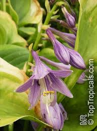 Attēlu rezultāti vaicājumam “Hosta sp. flower”