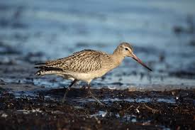 Attēlu rezultāti vaicājumam “Calidris ferruginea adult”