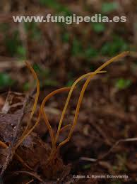 Attēlu rezultāti vaicājumam “Macrotyphula juncea”
