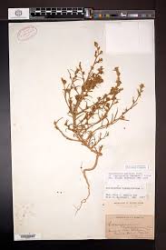 Attēlu rezultāti vaicājumam “Corispermum hyssopifolium fruit”