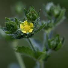 Attēlu rezultāti vaicājumam “Potentilla norvegica leaf”