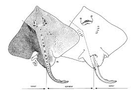 Image result for Amblyraja hyperborea