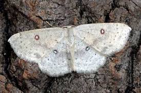 Attēlu rezultāti vaicājumam “Cyclophora albipunctata”