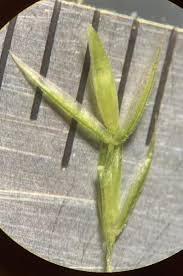 Attēlu rezultāti vaicājumam “Cinna latifolia leaf”