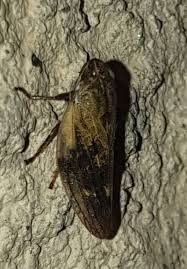 Attēlu rezultāti vaicājumam “Aphrophora salicina”