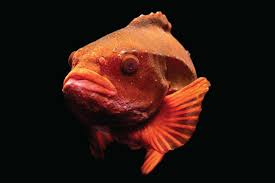 Image result for Cyclopterus lumpus