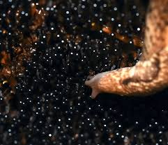 Attēlu rezultāti vaicājumam “Metatrichia floriformis”